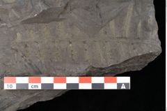 Foto (Detailansicht) von Thaumatopteris pterophylloides Ettingshausen (NHMW-GEO-2024-0188-10520)